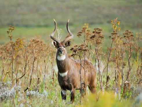 麒麟：传说的兽原型探秘（紫羚）