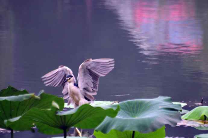 北海公园的夜鹭 wbr4