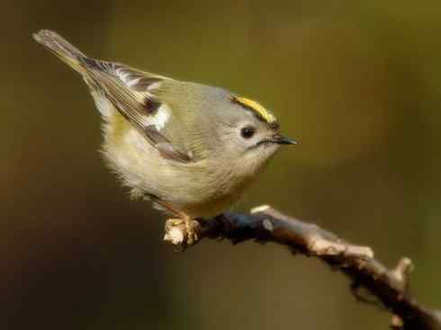 十大鸟类建筑师之五（戴菊、柳莺）