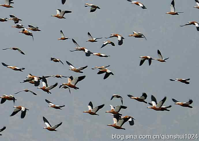 空中盘旋.赤麻鸭白天鹅(官厅水库)