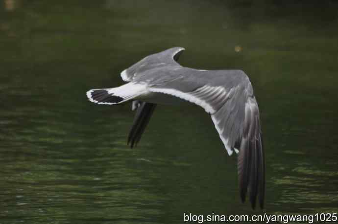 飞（夜鹭） wbr1