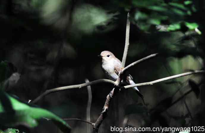 红喉姬鹟（17）