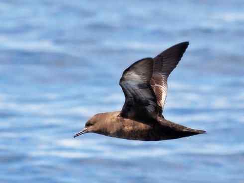 自然奇观：动物大迁徙(游禽)