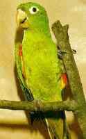 鹦鹉大全——白眼锥尾鹦鹉