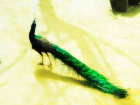 家禽驯化之源之七