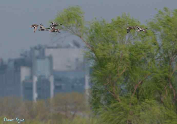 春来西堤好鸭多