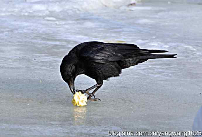 聪明的乌鸦 wbr2