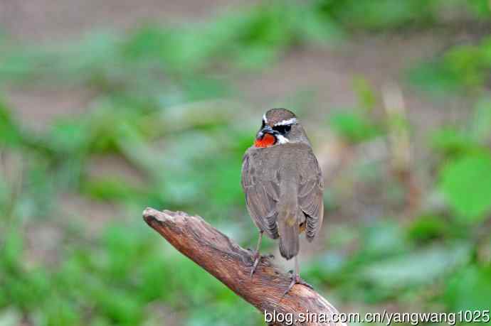 雄性红喉歌鸲（8）