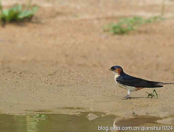 小燕子,穿花衣(金腰燕)