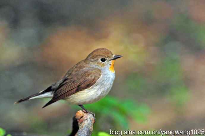 北京天坛公园的鸟类——雄性红喉姬鹟（15）