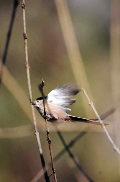 大年初二见到鈥溡恚ǔの玻┥饺糕潱锹及妫 大年初二见到鈥溡恚ǔの玻┥饺糕潱锹及妫