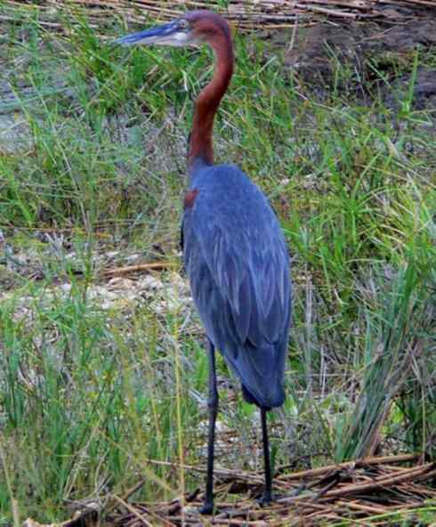 天生猎手：非猛禽类猎手之六（重量级的杀手——大型鹭鸟）