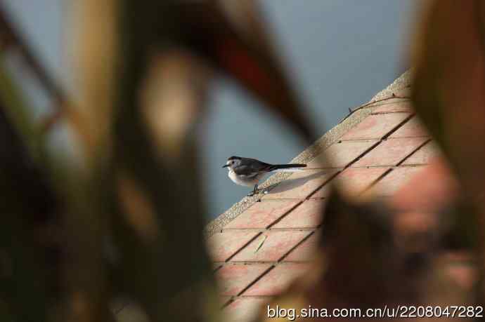 151.圣诞节送上12月份拍新鸟 151.圣诞节送上12月份拍新鸟