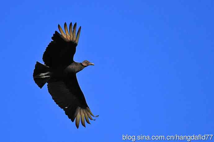 黑美洲鹫（2）