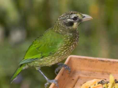 十大鸟类建筑师之三（柳莺、犀鸟）