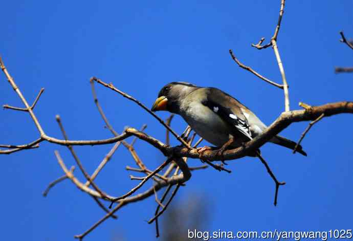 黑尾蜡嘴雀 wbr1