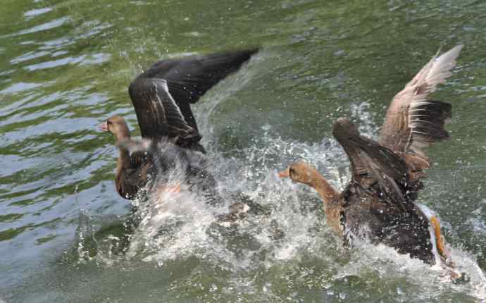 海鸥与打架的鸿雁 海鸥与打架的鸿雁