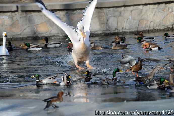 鹈鹕(大白)飞去 鹈鹕(大白)飞去