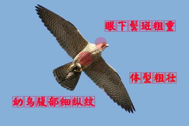 猛禽大全——中国东部地区27种迁徙类猛禽辨识