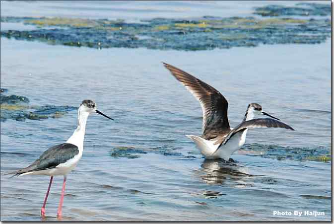  点击图片或使用键盘← →翻页