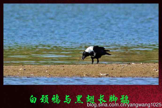 白颈鸦与黑翅长脚鹬