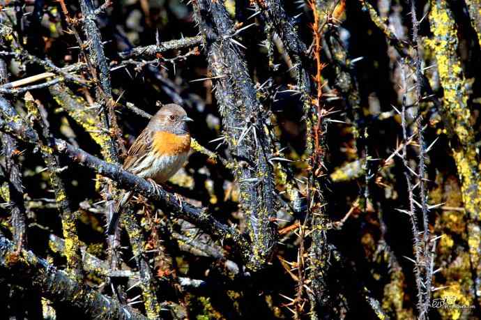 轻寒薄暖，再上川西