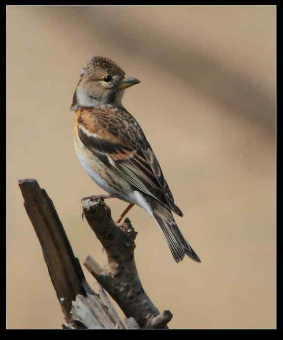 寻找红嘴相思鸟 寻找红嘴相思鸟