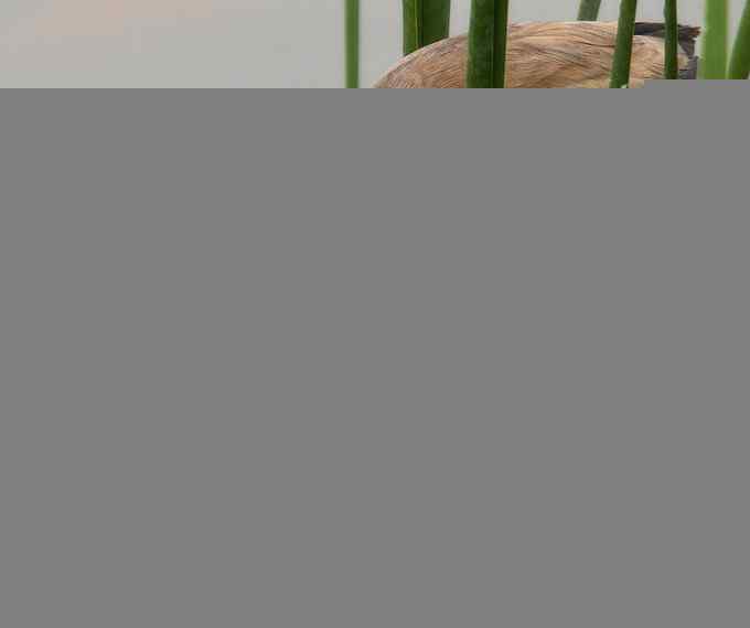 铁证！——实拍黄大脚作案全过程（组图，15张图片）