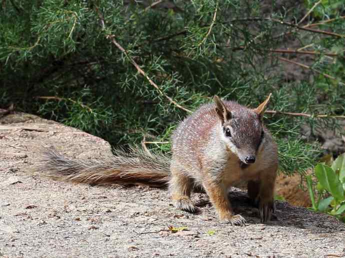 盘点十二大著名食蚁动物：袋食蚁兽