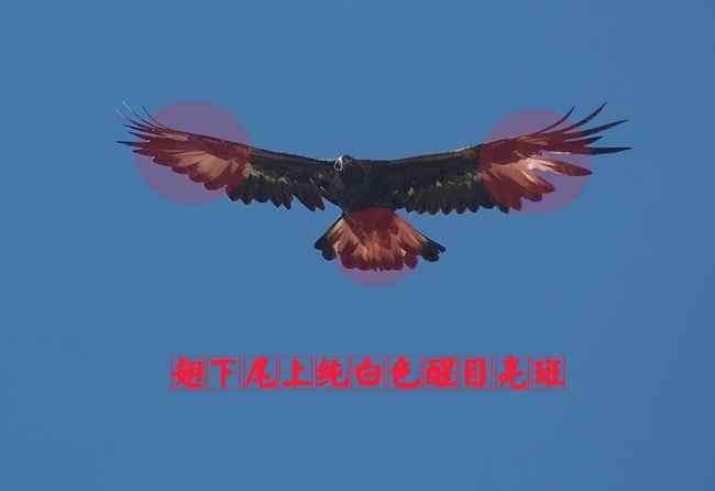 猛禽大全——中国东部地区27种迁徙类猛禽辨识