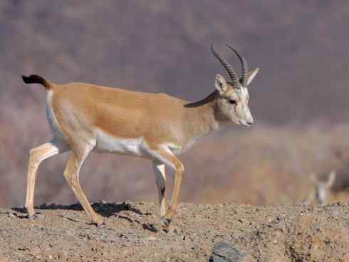 麒麟：传说的兽原型探秘（鹿羚）