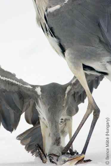 2007年度英国壳牌摄影大赛鸟类图片