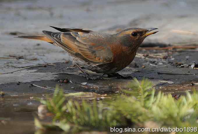 小鸟汲水图 wbrbobo打鸟歌