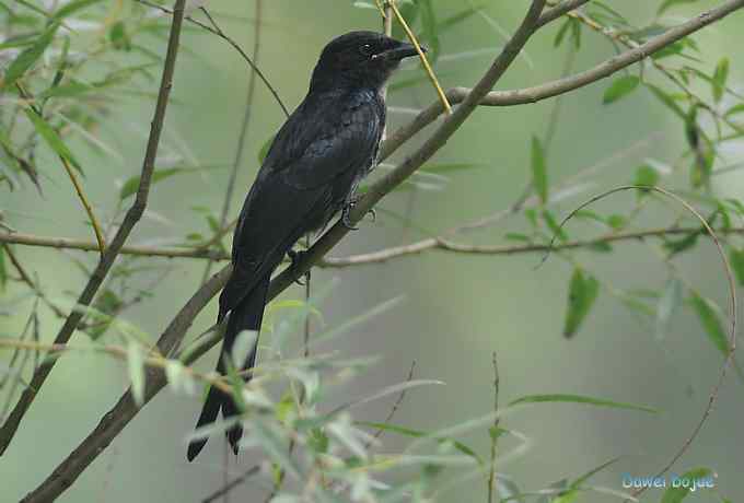 黑卷尾和疑似灰暗鹃鵙(雌) 黑卷尾和疑似灰暗鹃鵙(雌)