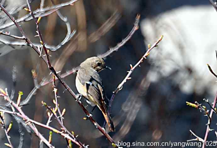 自然和谐的日坛公园（北红尾鸲）