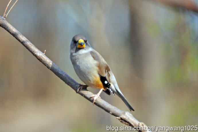 雌性黑尾蜡嘴雀（1）