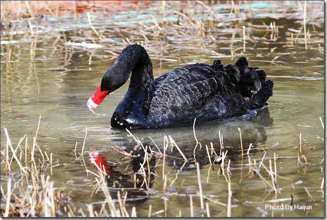 点击图片或使用键盘← →翻页