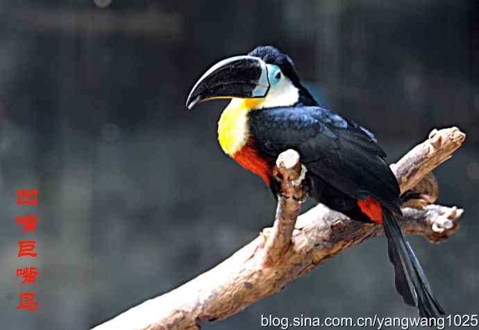 北京动物园的鸟类——杂片（鸟儿）