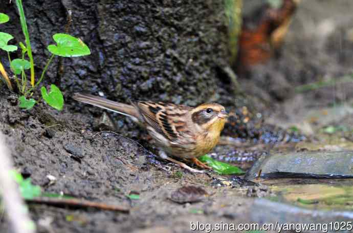 雌性黄喉鹀（3）