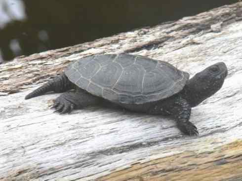 玄武：传说的兽原型探秘（水龟）