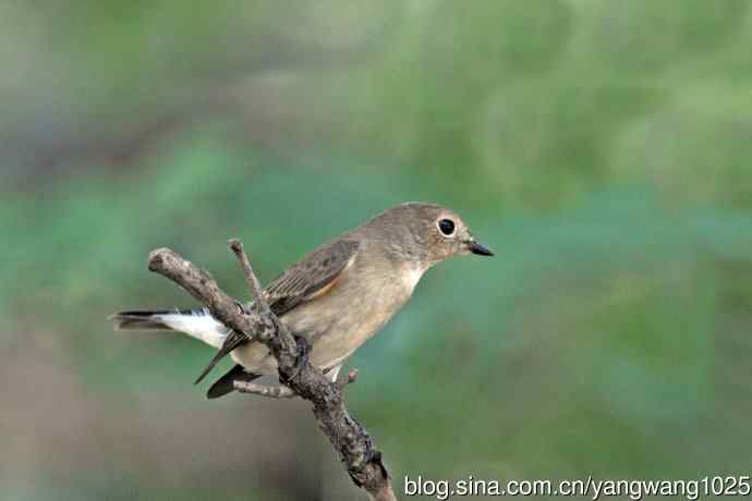 秋天的红喉姬鹟（1）