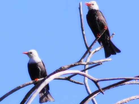 家禽驯化之源之三十（红耳鹎、领雀嘴鹎）