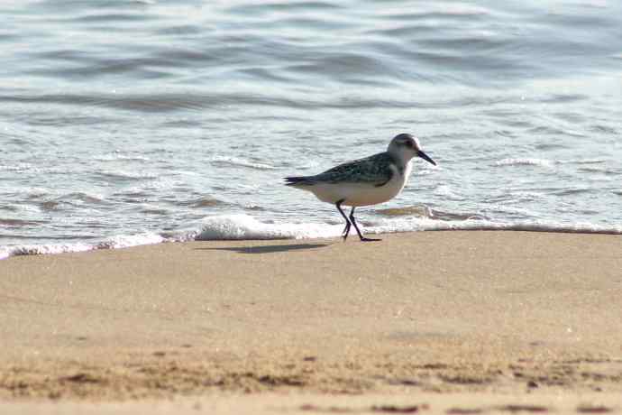 摄鸟拾趣（五） wbr三趾鹬 wbr2008.09