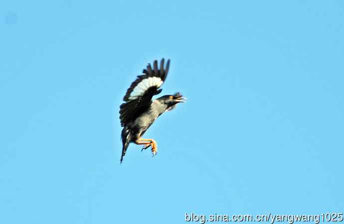 捕捉飞虫的八哥（记实）续2