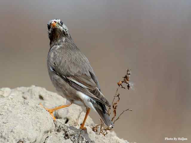 野鸭湖拍摄纪实(黄头鹡鸰及其它) 野鸭湖拍摄纪实(黄头鹡鸰及其它)