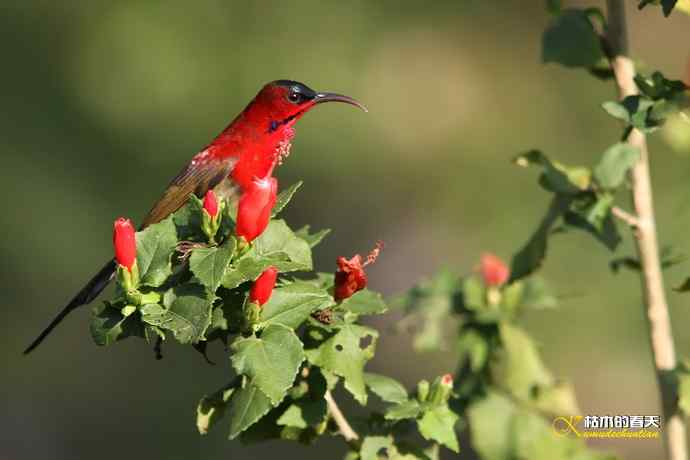 西双版纳拍鸟：黄腰太阳鸟