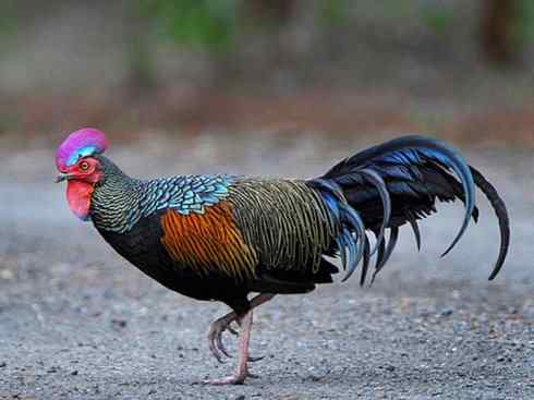 凤凰：传说的鸟原型探秘（原鸡）