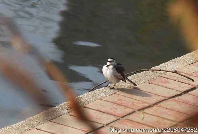 151.圣诞节送上12月份拍新鸟 151.圣诞节送上12月份拍新鸟