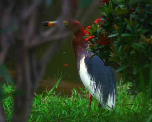 拍摄鹭鸟小结（组图，10张）