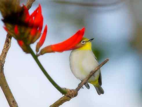 家禽驯化之源之二十五（绣眼鸟、鹊鸲四喜）